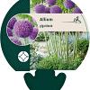 Allium giganteum Pot 11 cm