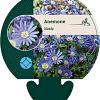 Anemone blanda Pot 9 cm