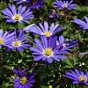 Anemone blanda Pot 9 cm