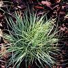 Carex ornithopoda 'Variegata' Pot 9 cm