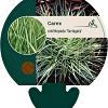 Carex ornithopoda 'Variegata' Pot 9 cm