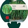 Carex pendula Pot 9 cm