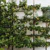 Malus d. 'Cox's Orange Pippin' Laagstam Leivorm