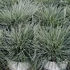 Festuca glauca Intens Blue Pot 11 cm