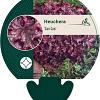 Heuchera 'Can Can' Pot 9 cm