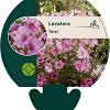 Lavatera 'Rosea' Pot 9 cm