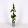Lonicera henryi 'Copper Beauty' Pot 2 Liter