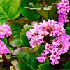 Bergenia purpurascens Pot 9 cm