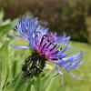 Centaurea montana 'Grandiflora' Pot 9 cm