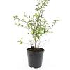 Spiraea vanhouttei Pot 1,5 liter