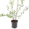 Spiraea vanhouttei Pot 1,5 liter