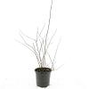 Spiraea vanhouttei Pot 1,5 liter