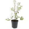 Spiraea vanhouttei Pot 1,5 liter