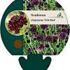 Scabiosa atr. 'Chile Black' Pot 9 cm