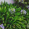 Agapanthus 'Dr Brouwer' Pot 2 Liter