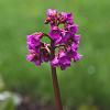 Bergenia cordifolia 'Eroica' Pot 2 Liter