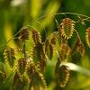 Chasmanthium latifolium Pot 9 cm