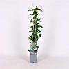 Clematis 'Marjorie' Pot 2 Liter