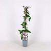 Clematis mont. rubens Pot 2 Liter