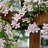 Clematis mont. rubens Pot 2 Liter