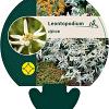 Leontopodium alpinum Pot 9 cm