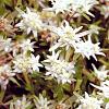 Leontopodium alpinum Pot 9 cm