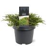 Juniperus comm. 'Repanda' Pot 3 Liter 