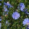 Cichorium intybus Pot 9 cm