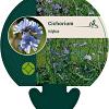 Cichorium intybus Pot 9 cm