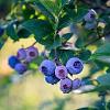Vaccinium c. 'Bluecrop' Pot 2 Liter
