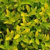 Euonymus japonicus 'El Dorado' Pot 5 Liter 