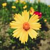 Coreopsis 'Full Moon' Pot 9 cm