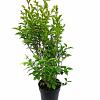 Ligustrum ovalifolium Pot 5 Liter 60 - 80 cm