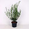 Phillyrea angustifolia Pot 5 Liter 60 - 80 cm
