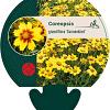 Coreopsis gr. 'Sonnenkind' Pot 9 cm