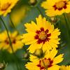 Coreopsis gr. 'Sonnenkind' Pot 9 cm