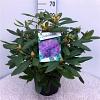 Rhododendron 'Marcel Menard' Pot 10 liter