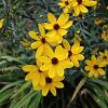 Coreopsis tripteris Pot 9 cm