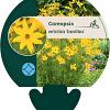 Coreopsis vert. 'Grandiflora' Pot 9 cm