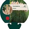 Cortaderia selloana Pot 9 cm