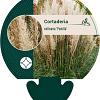 Cortaderia s. 'Pumila' Pot 9 cm