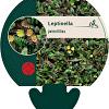 Leptinella potentillina Pot 9 cm