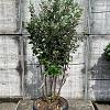 Acca sellowiana Pot 50 Liter 125 - 150 cm Meerstammig