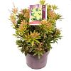 Pieris jap. 'Sinfonia' Pot 5 Liter 