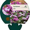 Cyclamen coum Pot 9 cm