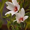 Lavatera 'Barnsley' Pot 2 Liter