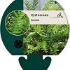Cyrtomium falcatum Pot 9 cm