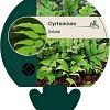 Cyrtomium fortunei Pot 9 cm