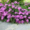 Delosperma sutherlandii Pot 9 cm