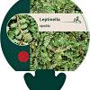 Leptinella squalida Pot 9 cm